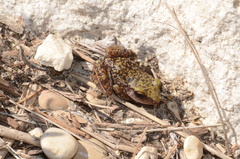 Eleutherodactylus marnockii