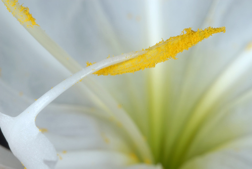 hymenocallis coronaria