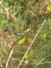 Eupholidoptera schmidti
