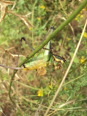 Eupholidoptera schmidti