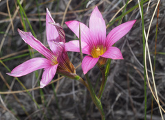 Romulea fibrosa