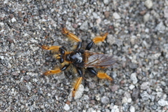 Pogonosoma maroccanum