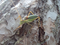 Ephippiger ephippiger