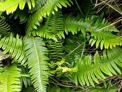 Blechnum durum