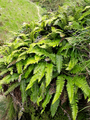 Blechnum durum