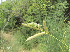 Ephippiger discoidalis