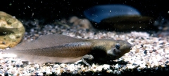 Pelobates fuscus insubricus