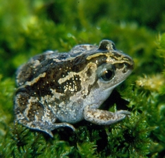 Pelobates fuscus insubricus