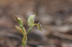 Pterostylis setifera