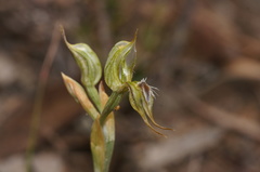 Pterostylis setifera