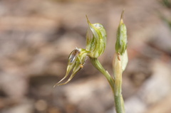 Pterostylis setifera