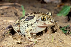 Pelobates fuscus insubricus
