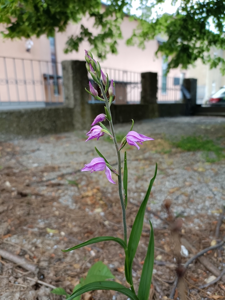 Cephalanthera rubra