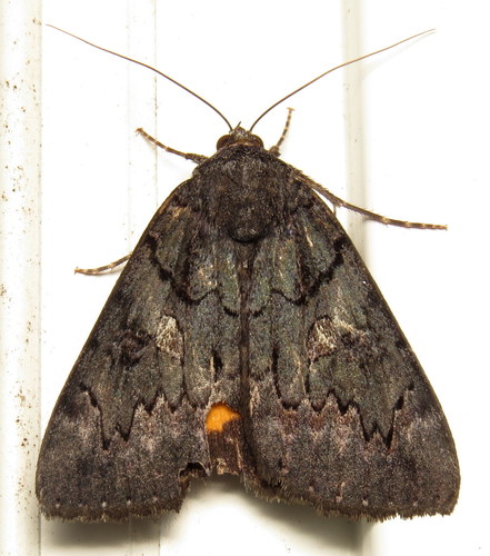 Sweetfern Underwing Moth photo 3