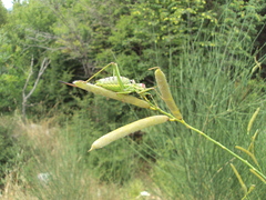 Ephippiger discoidalis