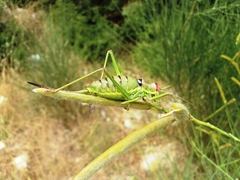 Ephippiger discoidalis