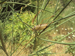 Ephippiger discoidalis