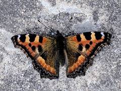 Aglais caschmirensis