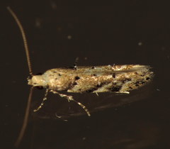 Coleotechnites coniferella