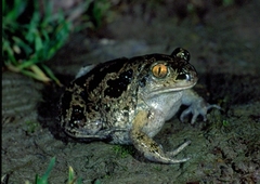 Pelobates fuscus insubricus