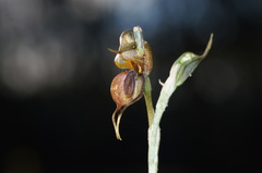 Pterostylis cheraphila