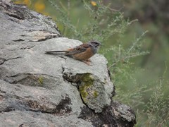 Emberiza godlewskii
