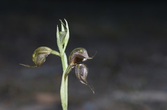 Pterostylis cheraphila