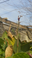 Calypte anna