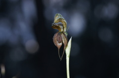 Pterostylis cheraphila
