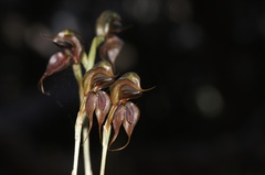 Pterostylis cheraphila