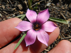Romulea tetragona