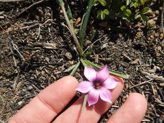 Romulea tetragona