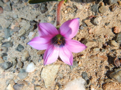 Romulea tetragona