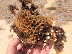 Holopsamma laminaefavosa