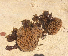 Holopsamma laminaefavosa