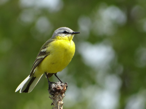 Western Yellow Wagtail, photo 9 of 10