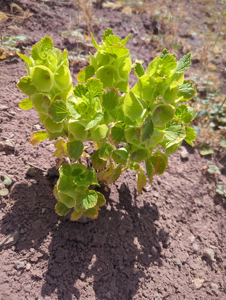 Moluccella laevis, Hurricane, UT 84737, USA