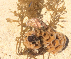 Holopsamma laminaefavosa