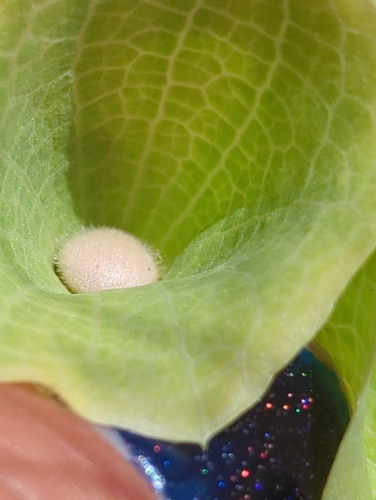 Image of Bells-Of-Ireland (Moluccella laevis) by no rights reserved