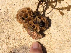 Holopsamma laminaefavosa