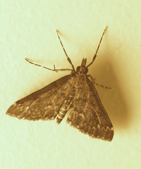 Proternia philocapna