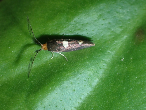 Incurvaria masculella