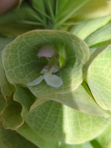 Image of Moluccella laevis by no rights reserved