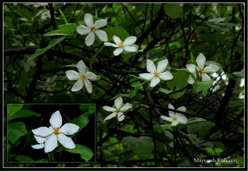 Gardenia gummifera