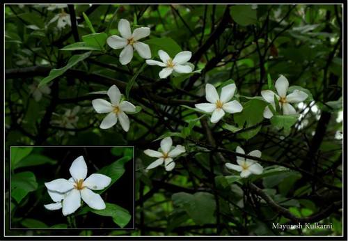 Gardenias (género Gardenia) · iNaturalist Ecuador