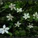 Gardenia gummifera - Photo (c) Mayuresh Kulkarni, some rights reserved (CC BY-NC), uploaded by Mayuresh Kulkarni