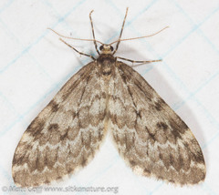 Malacodea pulchraria