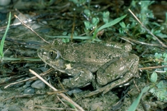 Pelodytes punctatus