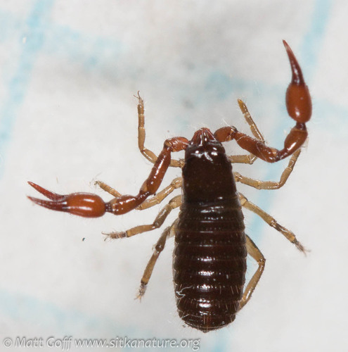 intertidal pseudoscorpion