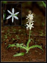 Chlorophytum borivilianum